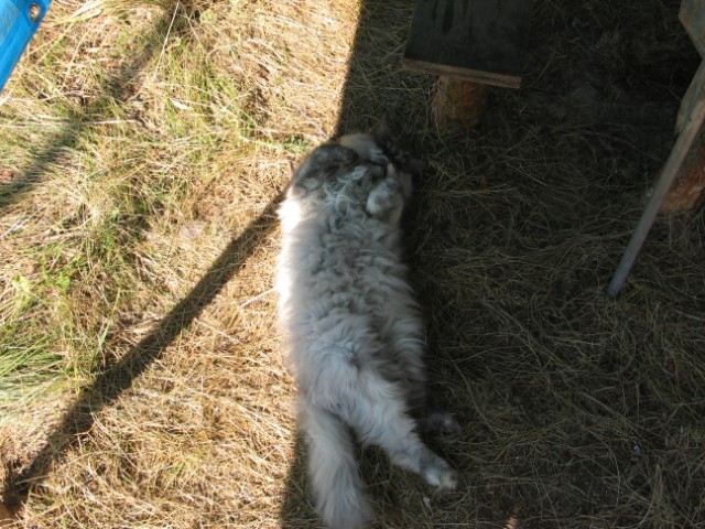 Котовторник 13.03.2018