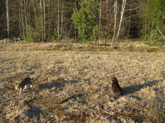 Жизнь домашнего приюта для котеек 211