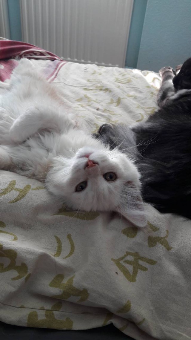 Котовторник ждали? А вот и он!