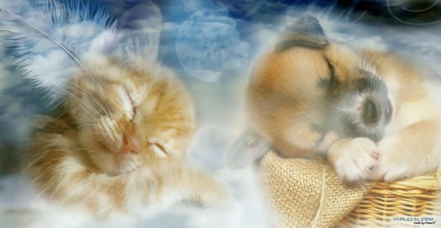 Котовторник на вторник, Котовторник