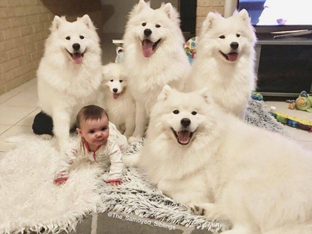 Милые животные. Мимиметр сломался