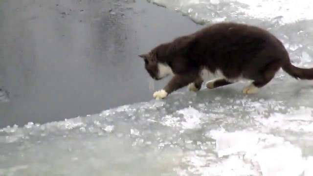 Незабываемая первая поездка на рыбалку нашего кота Васи