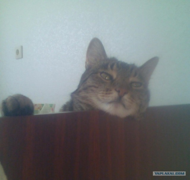 Котовторник. А как же?!