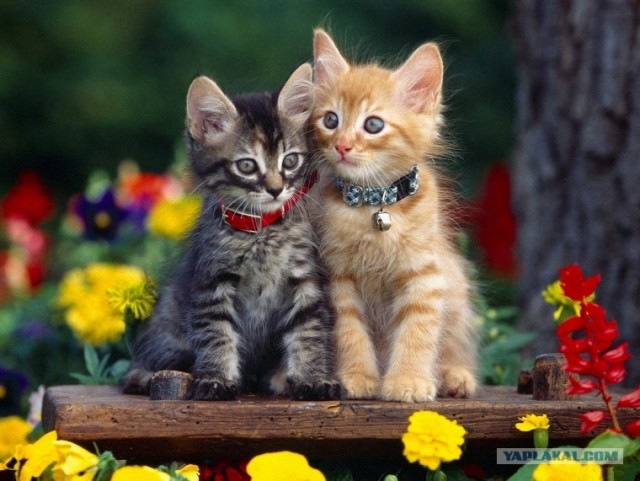 Котовторник