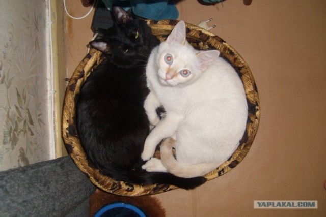 Котовторник 06.12.2011