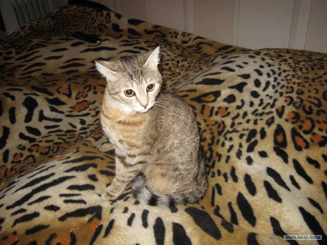 Котовторник 10.04.2012