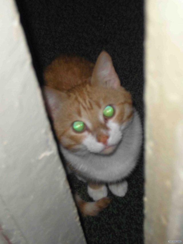 Котовторник 24.04.2012