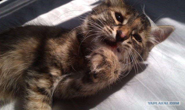 Котовторник  4.09.12