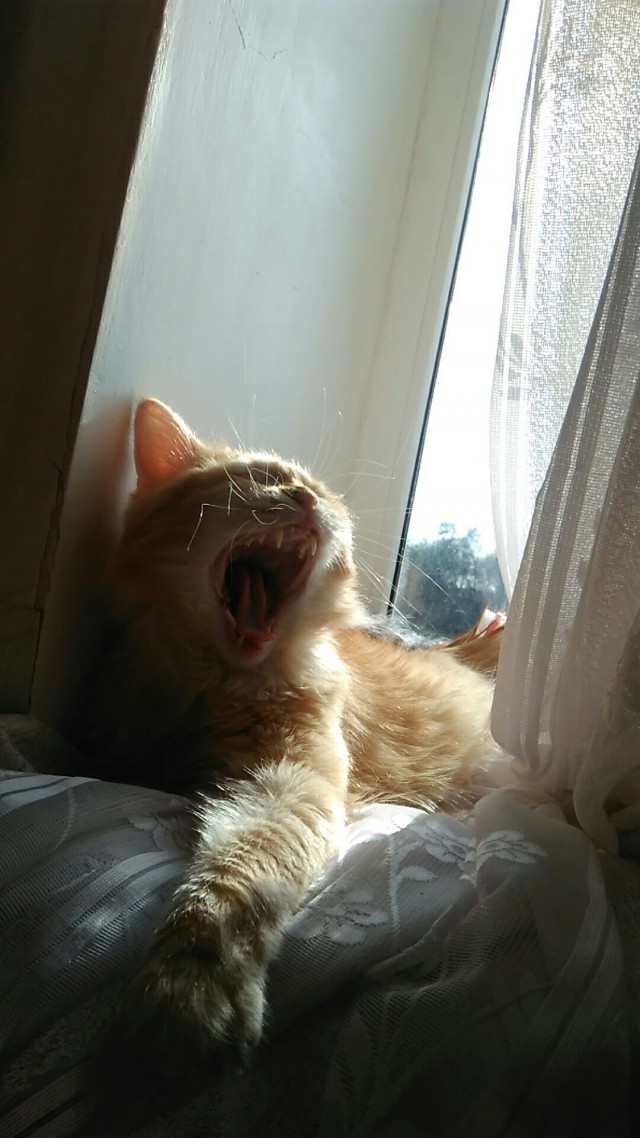 Забавные фото котеек