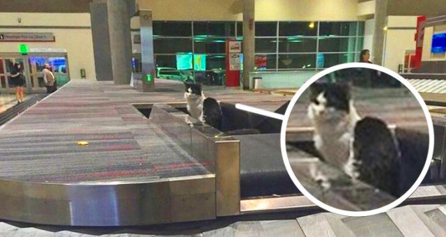 27 метких снимков из аэропорта, которые оценит любой авиапассажир