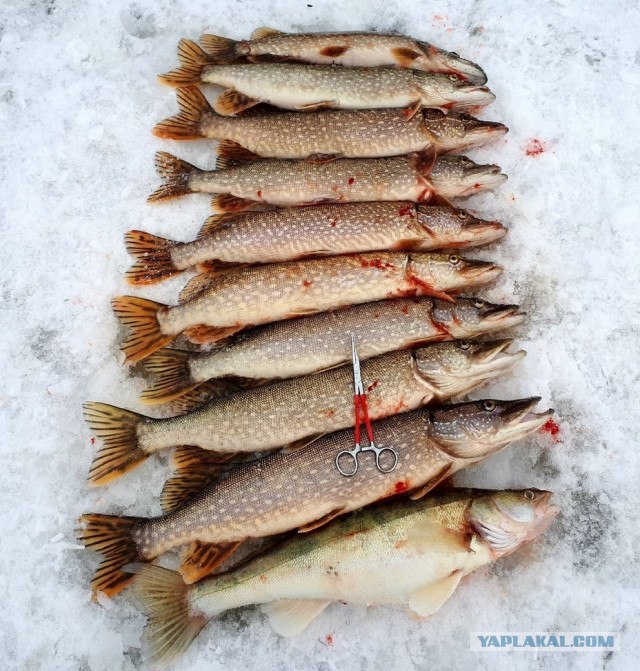 Судак запеченный в беконе с соусом морне и щучьей икрой
