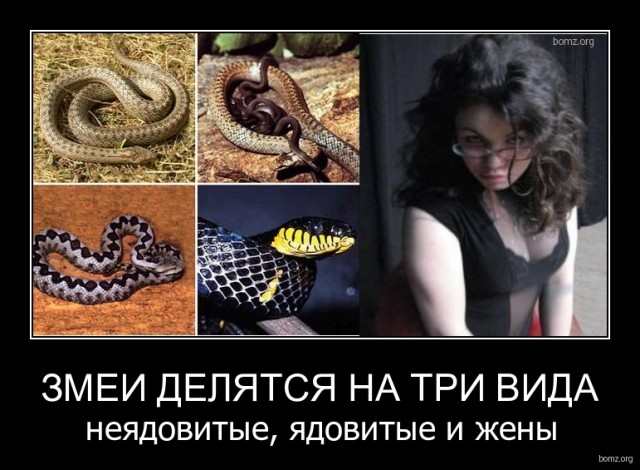 Щитомордник: Смертельно опасная русская змея. Биология, образ жизни, действие яда