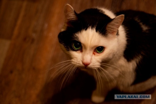 Котовторник. Добавляйте своих