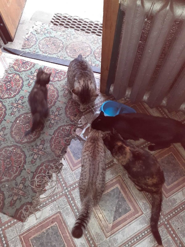 Подборка всякой живности