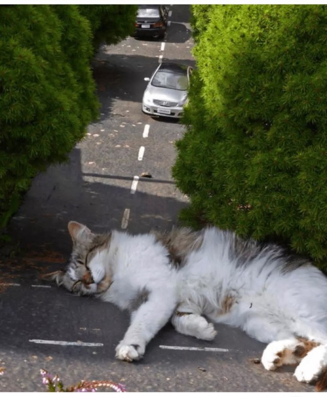 Котзилла