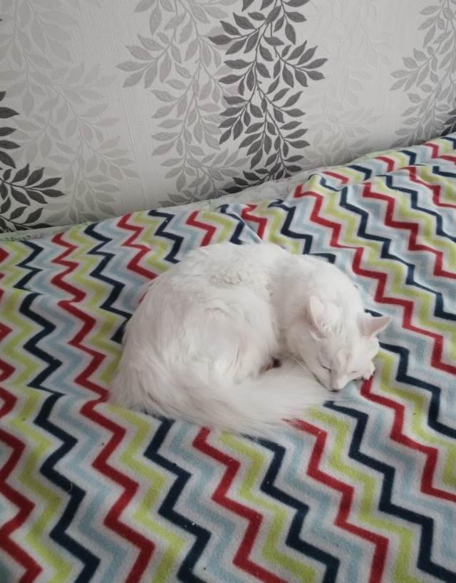 Вы, что спите? Вставайте, котовторник же!