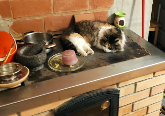 Просто котику холодно
