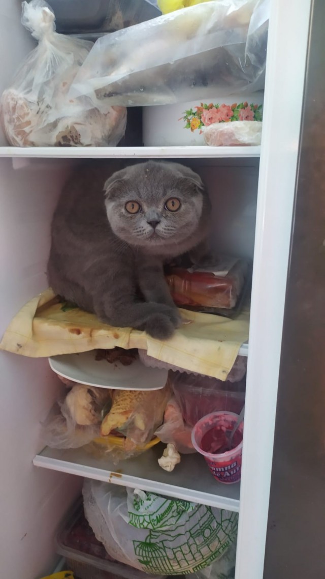 Ну, поехали в котоввторник!