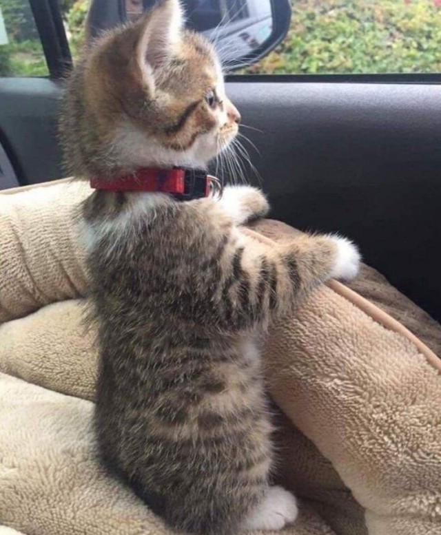 А это мой котан к котовторнику