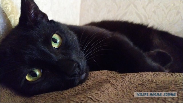 Ура! Котовторник.