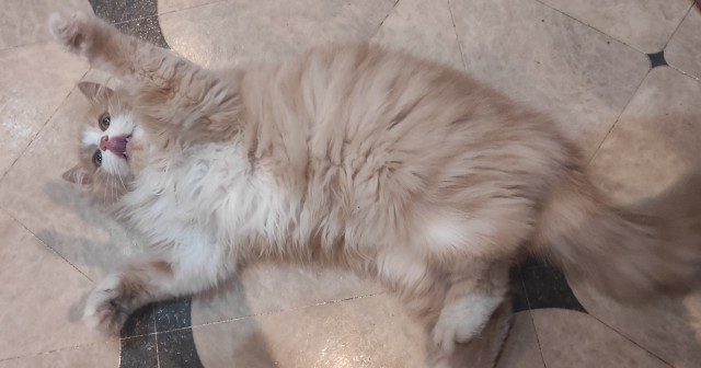 Мой котовторник