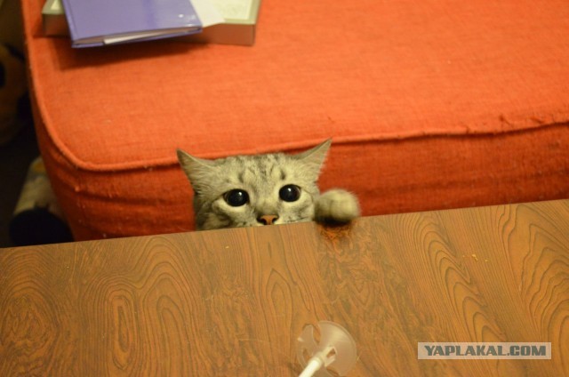 Котовторник  19.03.2013