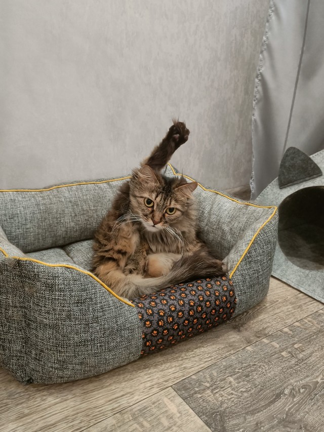 Всех с котовторником