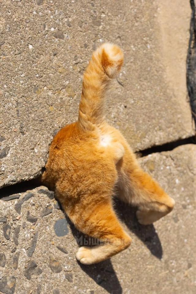 Веселые финалисты Comedy Pet Photo Awards 2024