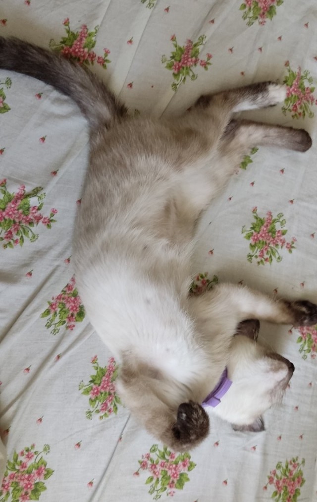 Котовторник же!