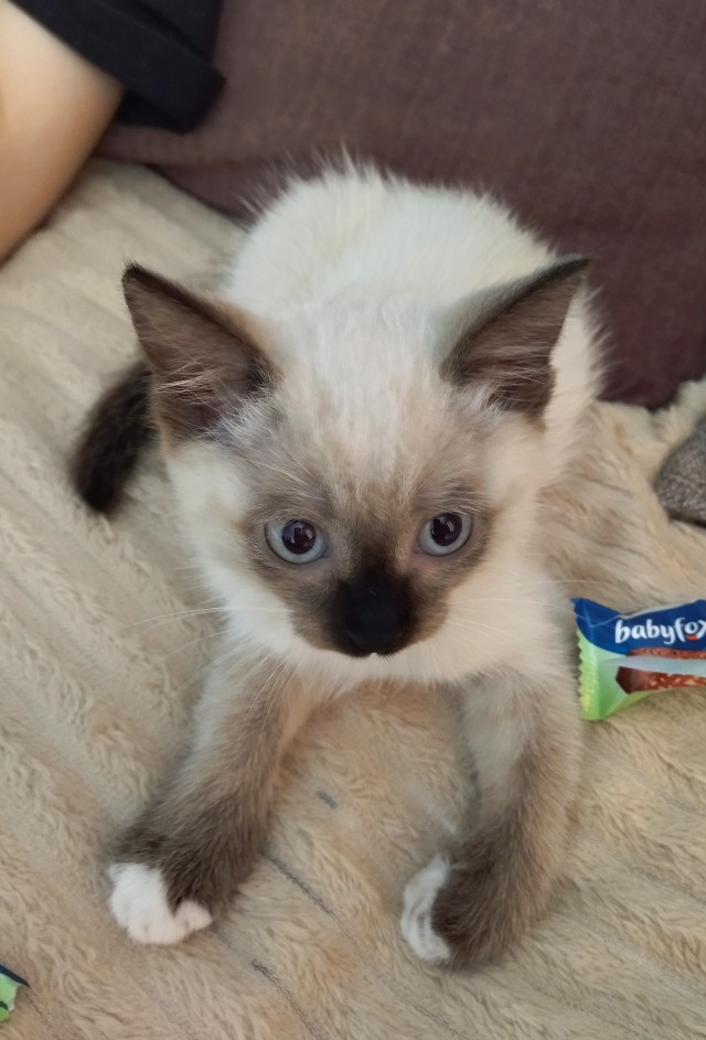 Котовторник