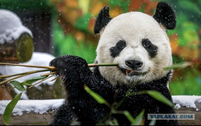 Вот такая весна