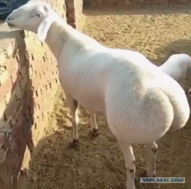 Озабоченный