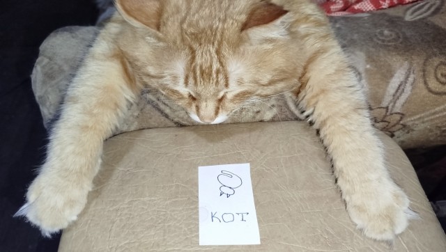 Пушкин и котики