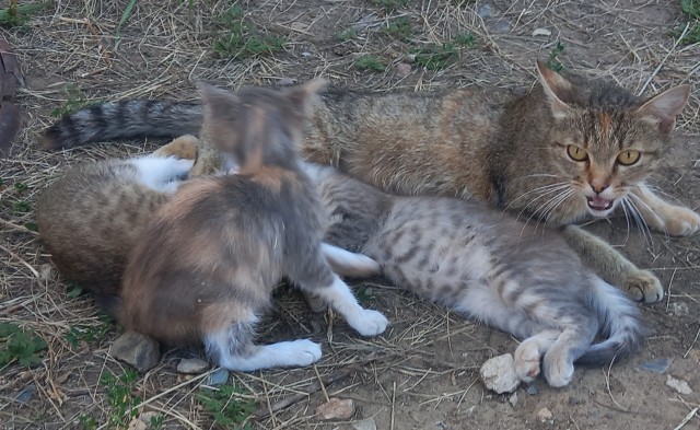 Котовторник