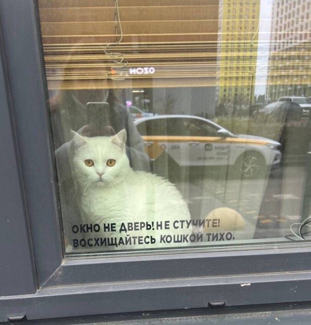 Кошкофторниг