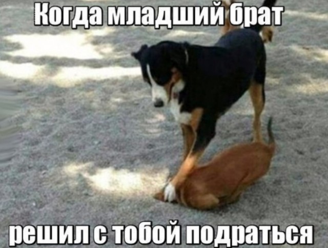 Картиночки, баянчики 16 февраля