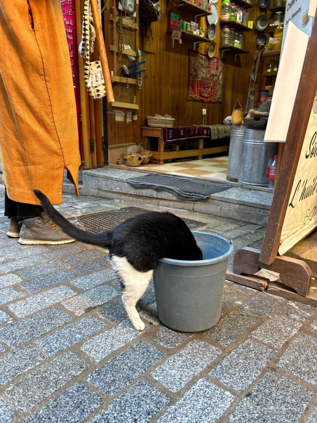 Уличные кошки Марокко