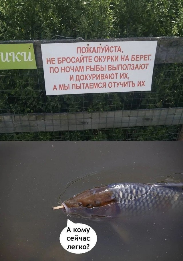 Картинки для деградации 251 (разной степени свежести)