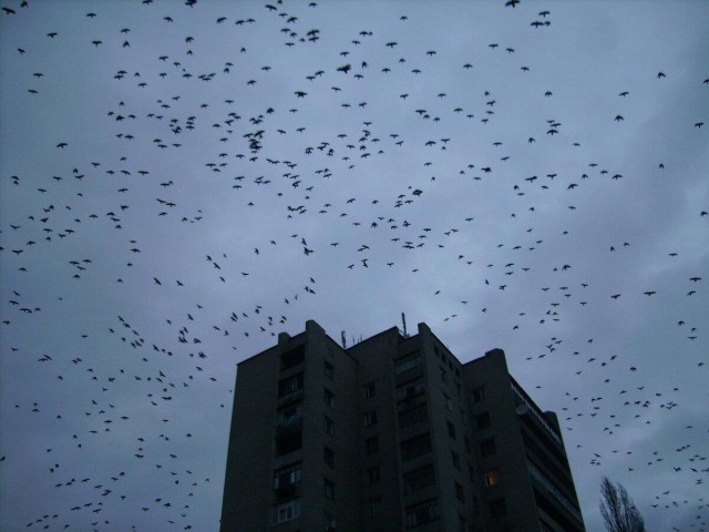 Вечером вороны улетают на тайное собрание. Что там происходит?