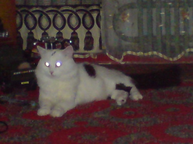 Жил был Кот...