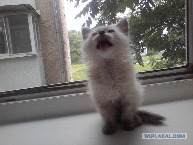 А у тебя есть фото твоей зевающей котейки ?