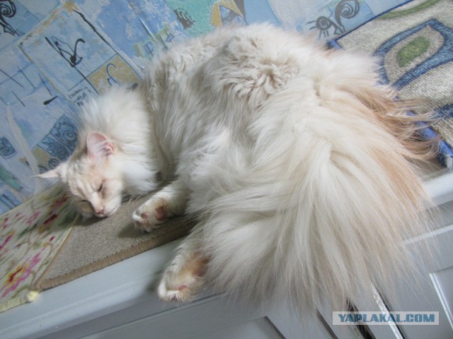Котовторник 09.09.2014