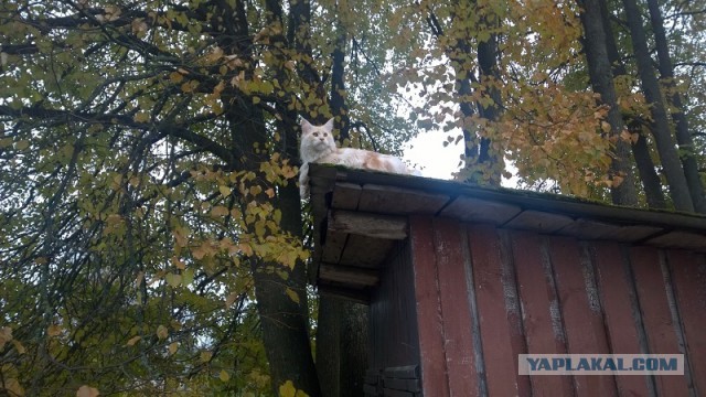 Котовторник 7.10.2014
