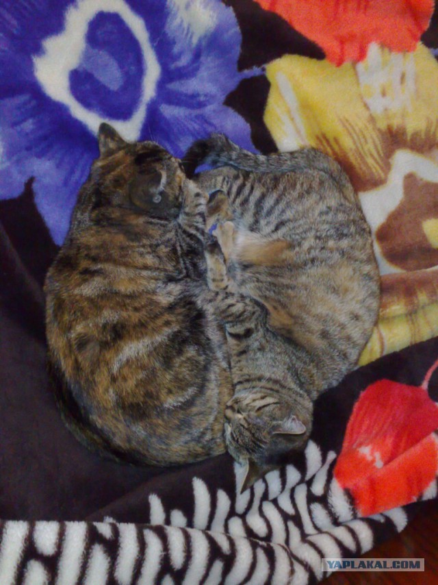 Синхронные коты