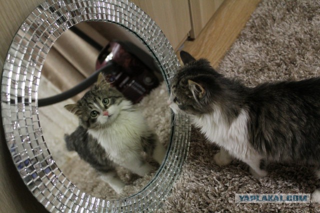 Котовторник 20.01.2015