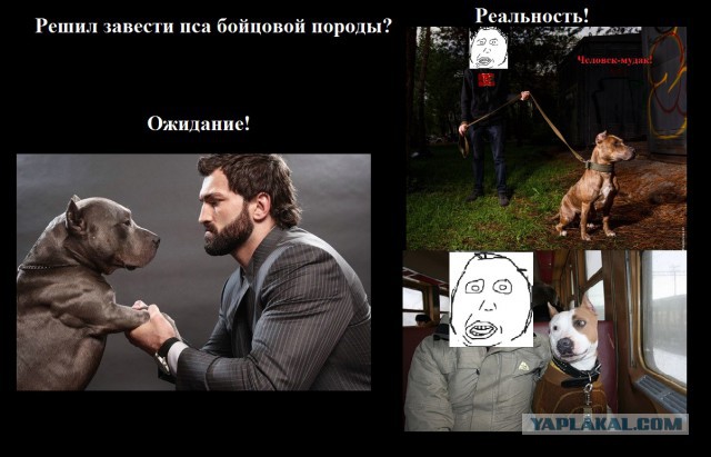 Последствия выгула питбуля без намордника!