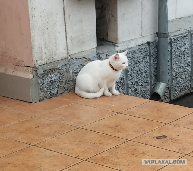 Встретил унылого кота