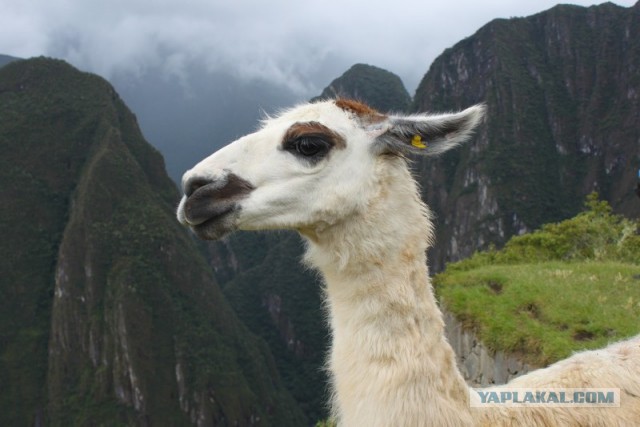 Отчет о путешествии в  Перу