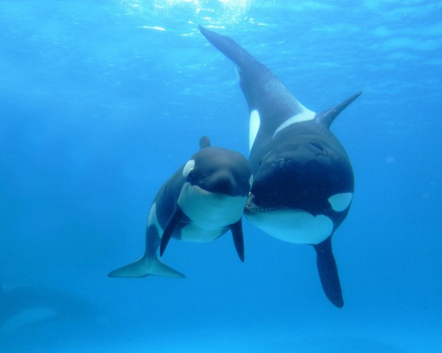 Orcinus orca