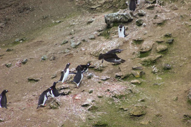 Остров пингвинов